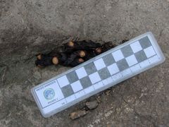 Bassariscus