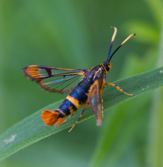 Synanthedon richardsi