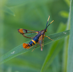 Synanthedon richardsi