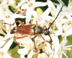 Typocerus acuticauda