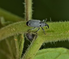 Trichobaris trinotata