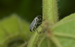 Trichobaris trinotata