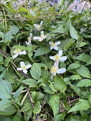 Clematis montana