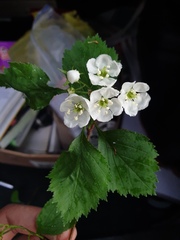 Crataegus acutifolia