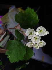 Crataegus acutifolia