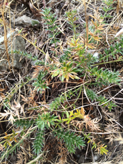 Acaena pinnatifida californica