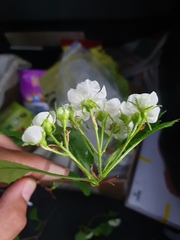 Crataegus acutifolia