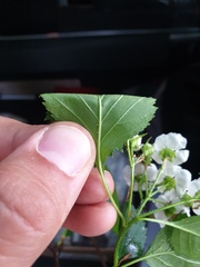 Crataegus acutifolia