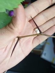 Crataegus acutifolia