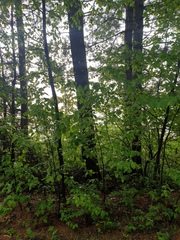 Crataegus acutifolia