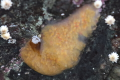 Distaplia alaskensis