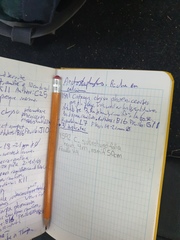 Crataegus acutifolia