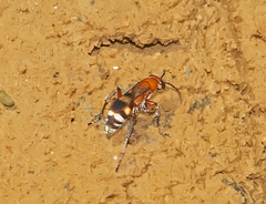 Psorthaspis legata