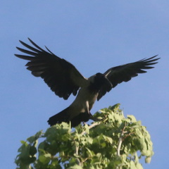Corvus cornix
