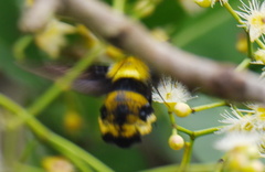 Sataspes xylocoparis