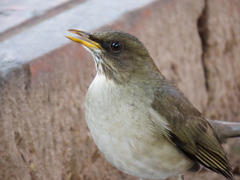 Turdus amaurochalinus