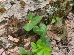 Puccinia violae