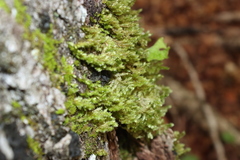 Neckera pennata image