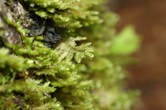 Neckera pennata image