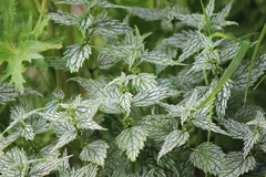 Lamium galeobdolon flavidum