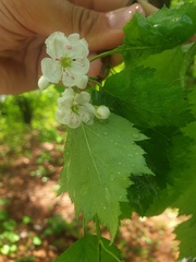 Crataegus fluviatilis