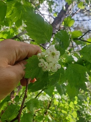 Crataegus fluviatilis