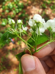 Crataegus fluviatilis