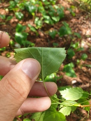 Crataegus fluviatilis