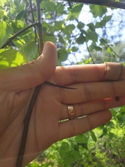 Crataegus fluviatilis