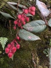 Gaultheria hapalotricha