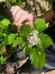 Crataegus fluviatilis