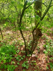 Crataegus fluviatilis