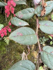 Gaultheria hapalotricha