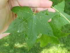 Diaspidiotus liquidambaris