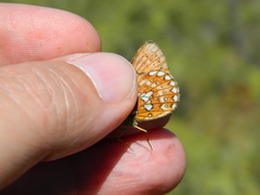 Boloria eunomia