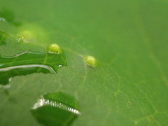 Diaspidiotus liquidambaris