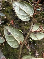 Gaultheria hapalotricha