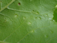 Diaspidiotus liquidambaris