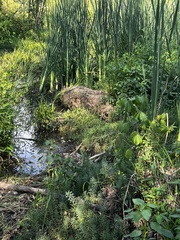 Ondatra zibethicus zibethicus