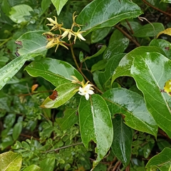 Aganosma cymosa