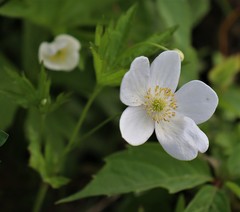 Anemonastrum canadense