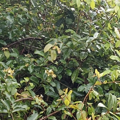 Aganosma cymosa