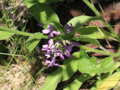 Hesperidanthus linearifolius