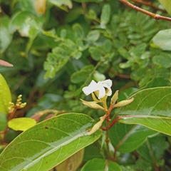 Aganosma cymosa