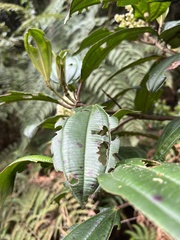 Miconia cundinamarcensis