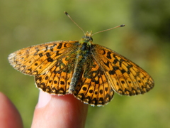 Boloria eunomia
