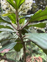 Miconia cundinamarcensis