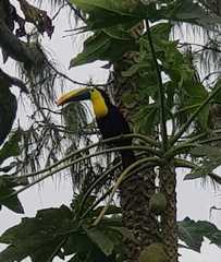 Ramphastos brevis