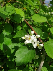Crataegus scabrida