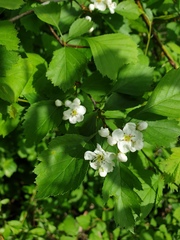 Crataegus scabrida